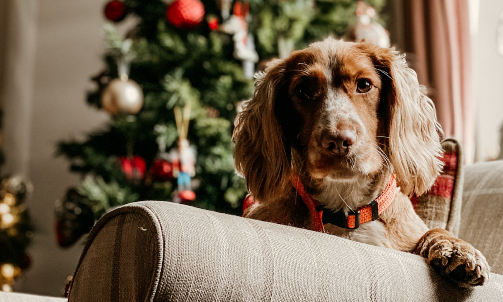 Your Downtown Lubbock Guide to Holiday Hosting in 2020 cover image